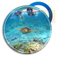 snorkeling tours in the caribbean - saona