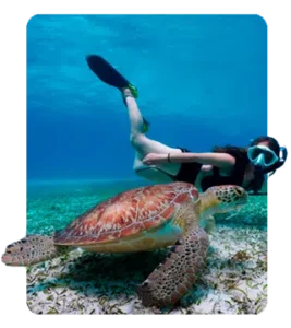snorkeling_dressel_divers.png