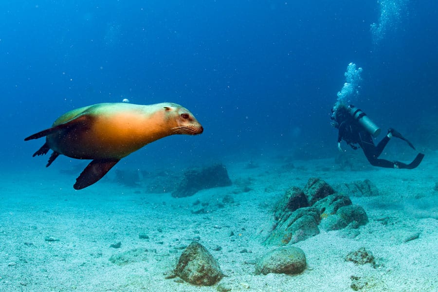 solo diving vs single divers - 2