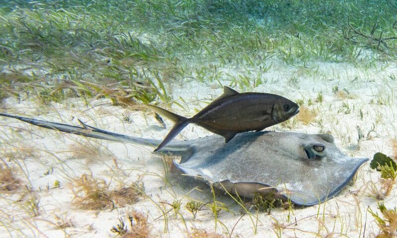 southern stingray pictures (10) raya del sur