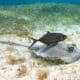 southern stingray pictures (10) raya del sur