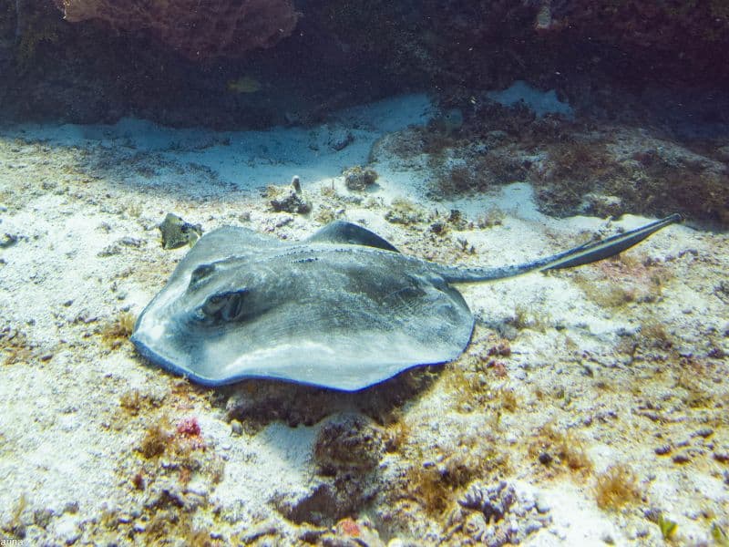 southern stingray pictures (2)