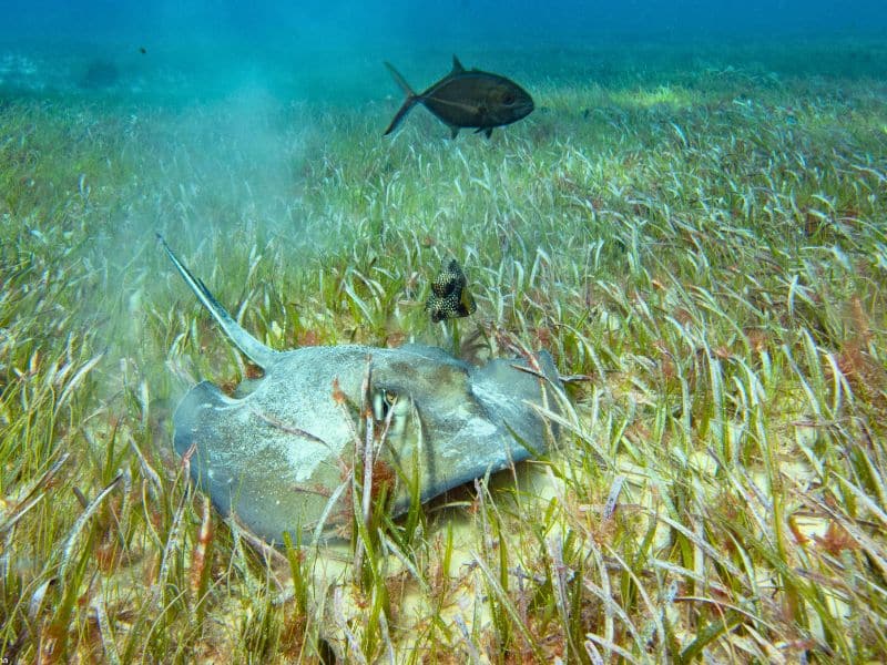 southern stingray pictures (3) raya del sur