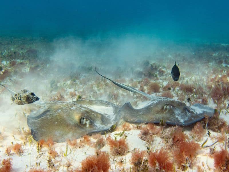 southern stingray pictures (4) raya del sur