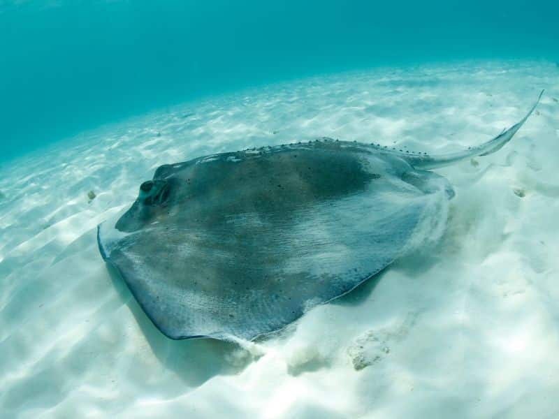 southern stingray pictures (6) raya del sur