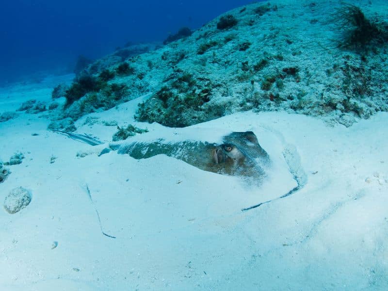 southern stingray pictures (7) raya del sur