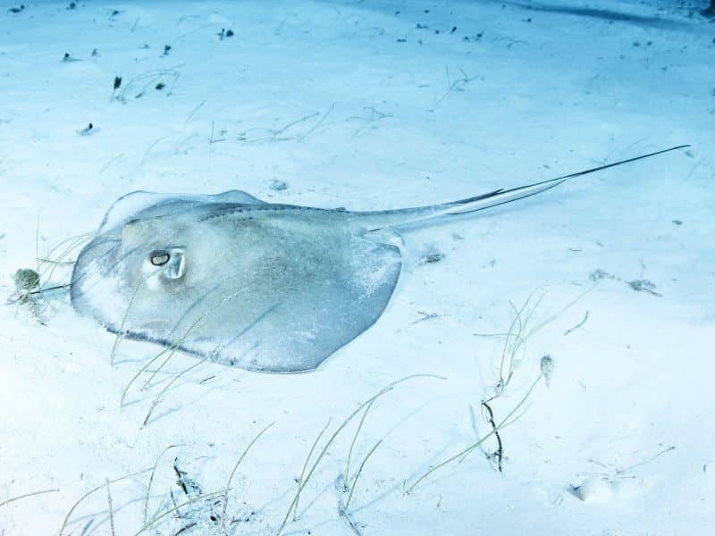 southern stingray pictures - raya del sur