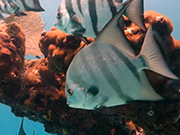 spadefish