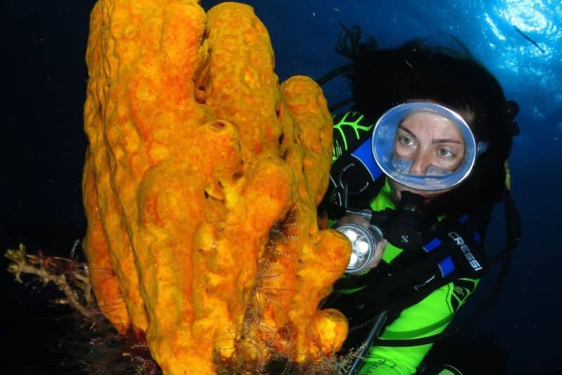 sponges in coral reefs (2) esponjas de mar