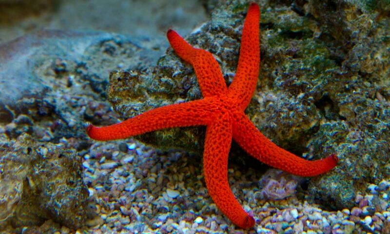 starfish defense (1)