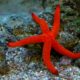 starfish defense (1) defensa de las estrellas de mar