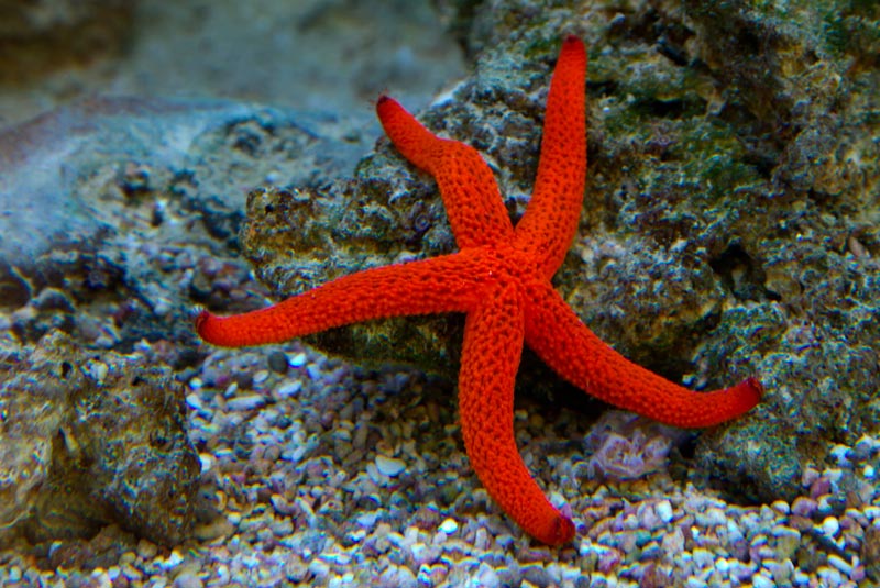 starfish defense (1)