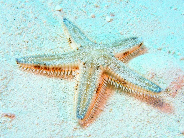 starfish defense (5) defensa de las estrellas de mar