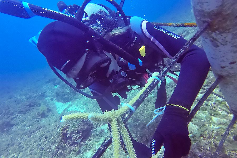 scuba diver on coral reef maintenace