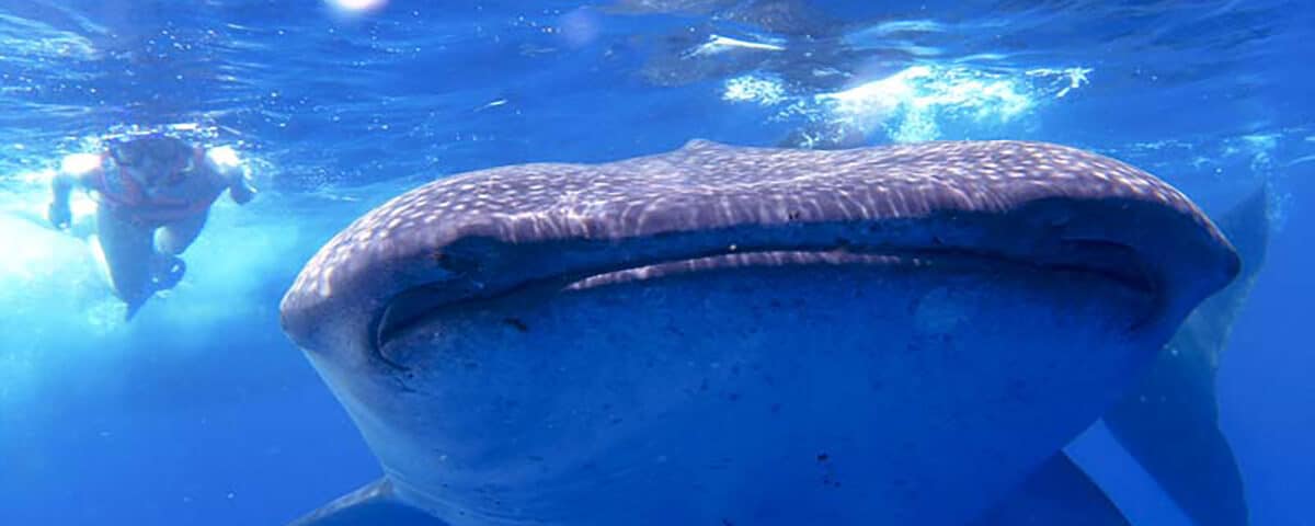 swimming with whale-sharks in mexico MAIN-whale-shark-picture-nado-con-tiburón-ballen-en-mexico