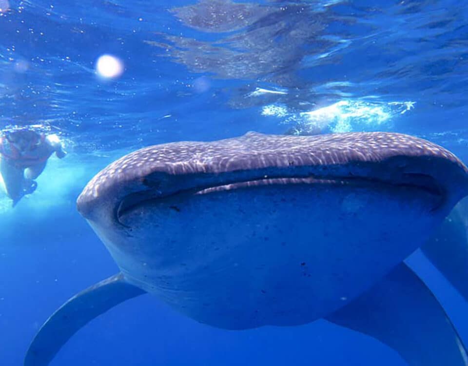 swimming with whale-sharks in mexico MAIN-whale-shark-picture-nado-con-tiburón-ballen-en-mexico