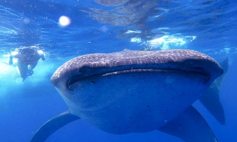 swimming with whale sharks mexico - MAIN -whale shark picture - nado con tiburón ballena en méxico