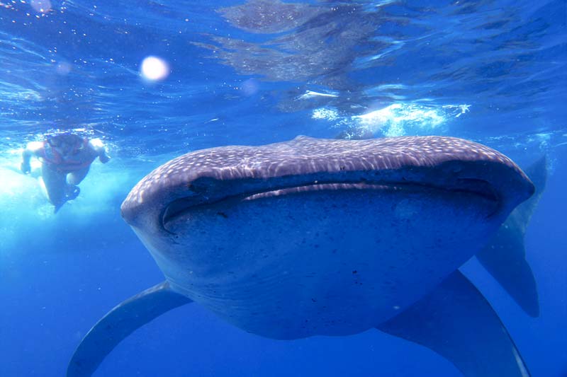 swimming with whale sharks mexico - MAIN -whale shark picture - nado con tiburón ballena en méxico