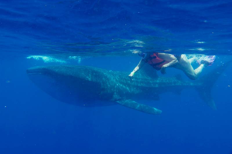 swimming with whale sharks mexico - a picture of a whale shark - nado con tiburón ballena en mexico