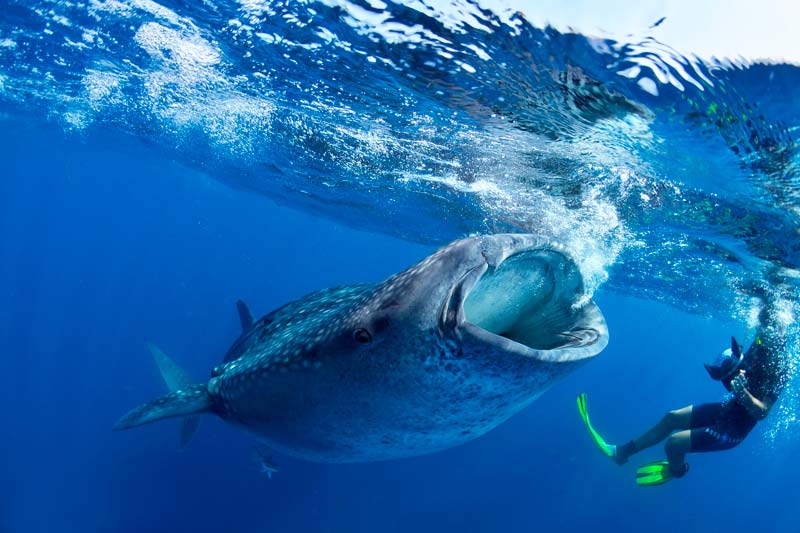 swimming with whale sharks mexico - picture of a whale shark - nado con tiburón ballena en méxico