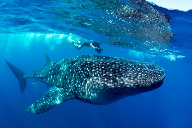 swimming with whale sharks mexico - pictures of the whale shark - nado con tiburón ballena en méxico