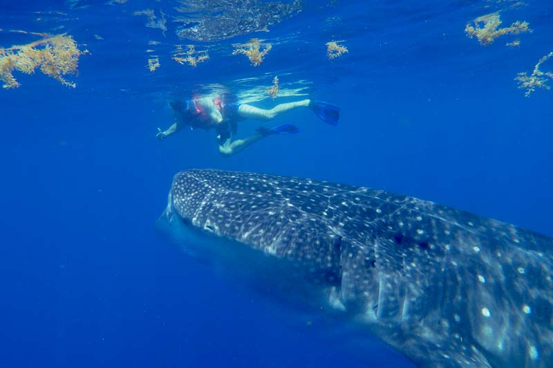 swimming with whale sharks mexico - pictures of whale sharks - nado con tiburón ballena en mexico