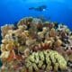 things to do in cozumel mx-diving - cosas que hacer en cozumel