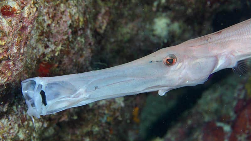 trumpetfish - pez trompeta