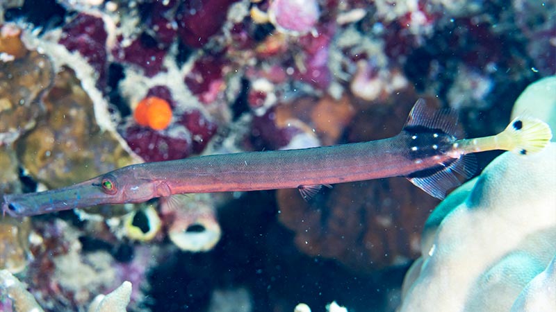 trumpetfish - pez trompeta (2)
