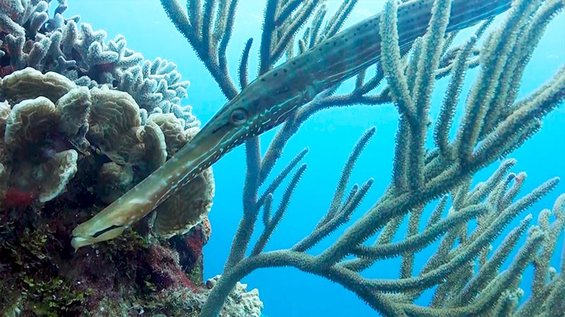 trumpetfish - pez trompeta (3)