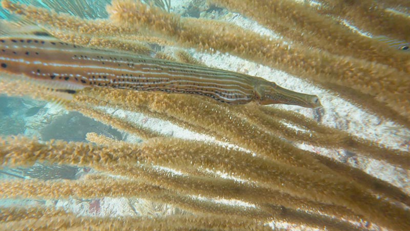 trumpetfish - pez trompeta (4)