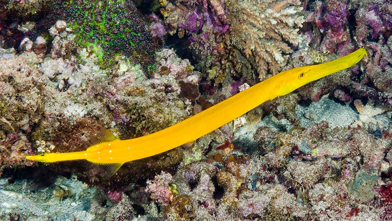 trumpetfish - pez trompeta (5)