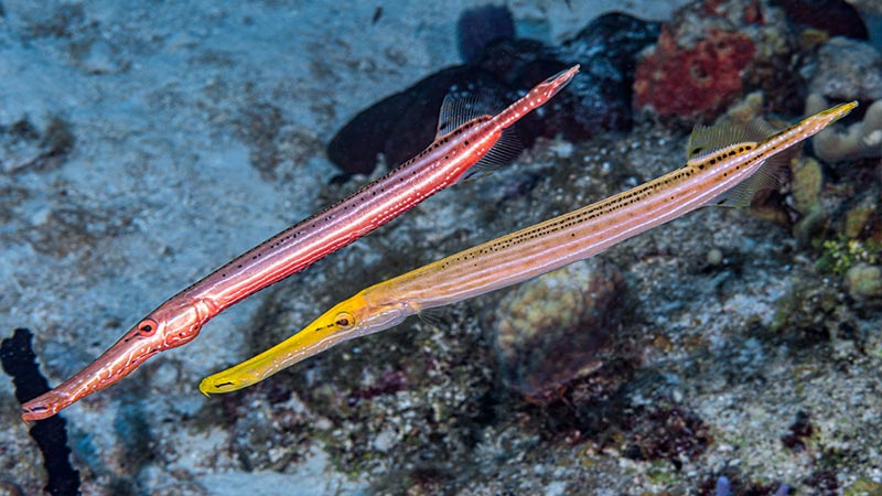 trumpetfish  -pez trompeta (6)