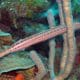 trumpetfish - pez trompeta