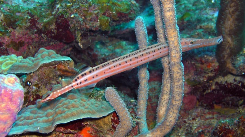 trumpetfish - pez trompeta