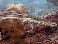 trumpetfish