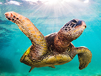 caribbean marine life - turtle