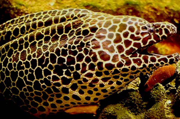 types of eels-(Muraena-retifera)-reticulate-moray-eel