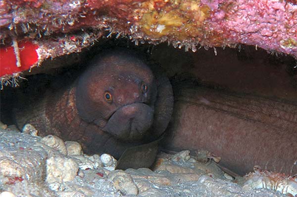 types of eels chestnut-moray-eel-(Enchelycore-carychroa