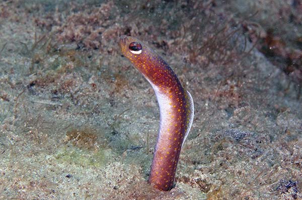The-brown-garden-eel-(Heteroconger-halis)