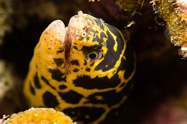 types of eels-The-chain-moray-eel-(Echidna-catenata)