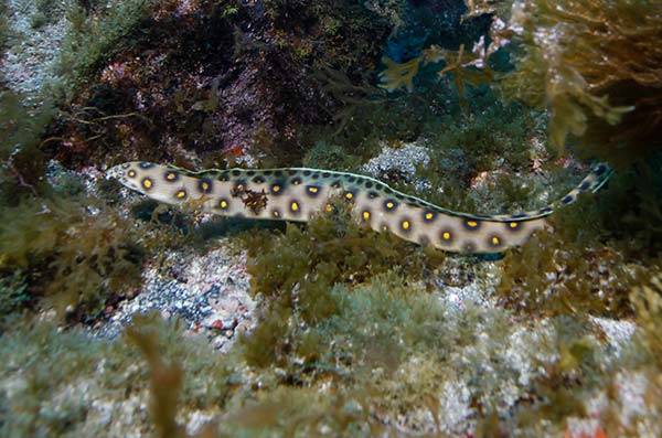The goldspotted eel-(Myrophis-ocellatus)