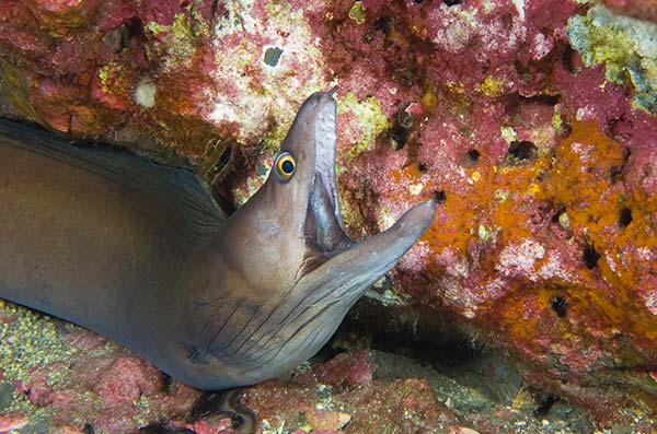 types of eels The-purplemouth-moray-eel-(Gymnothorax-vicinus)