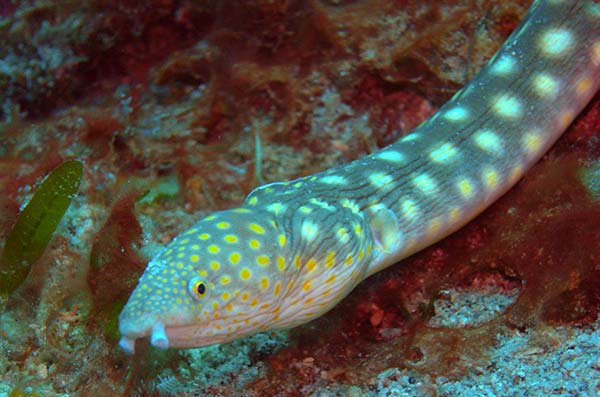 The-sharptail-eel-(Myrichthys-breviceps)