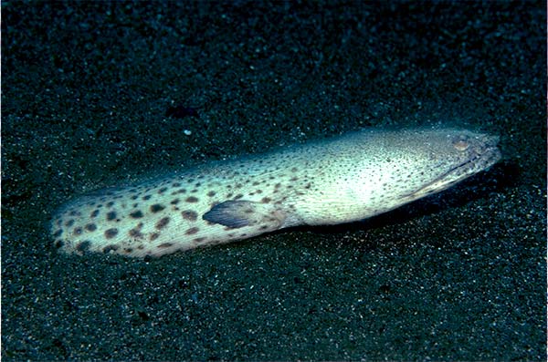 The spoon nose eel -(Echiophis-intertinctus)