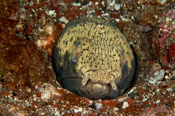 The spotted snake eel-(Ophichthus-rufus)