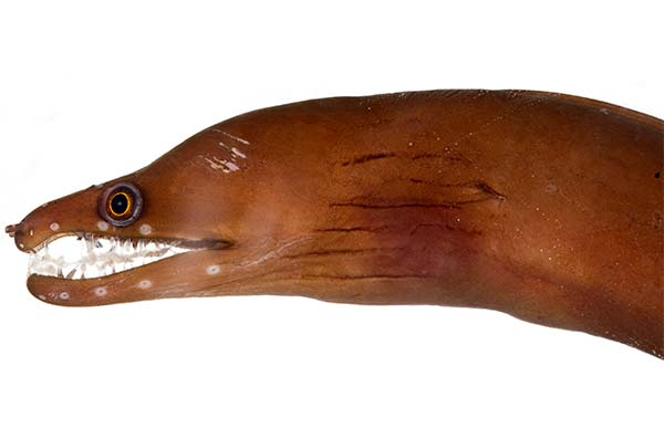 types of eels chestnut-moray-eel-(Enchelycore-carychroa