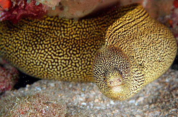 types of eels golden-tail-moray-eel-(Gymnothorax-miliaris)