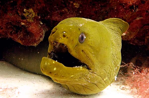 types of eels green-moray-eel-(Gymnothorax-funebris)