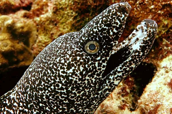 types of eels spotted-moray-eel-(Gymnothorax-moringa)